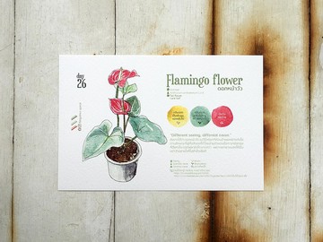 在地花卉明信片 - Day 26 火鶴花