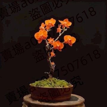 現貨 新品蝴蝶花（50粒）四季種植 耐寒 客廳陽台 庭院盆栽 濃香型花卉種子 四季開花 稀有品種 多年生