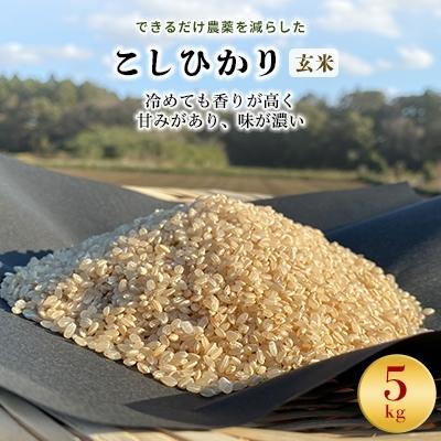 ふるさと納税 行方市 こしひかり玄米5kg