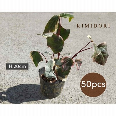 ヘデラ バリエガータ アイビー 9cmポット 苗 植木 庭木 観葉植物 斑入り カナリエンシス おしゃれ 鉢植え ベランダ ガーデニング 玄関 丈夫 初心者 通販 Lineポイント最大get Lineショッピング