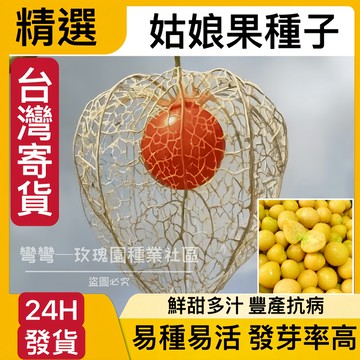 蝦皮熱銷 24H-發貨 姑娘果種子（500粒）四季燈籠果種子 易種易活 高發芽率 豐產抗病 黃紅紫 三款姑娘果 水果種子