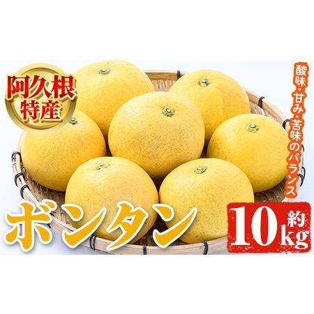 ふるさと納税 ＜先行予約受付中！2024年1月より順次発送＞阿久根特産 ボンタン(10kg) 国産 果物 ボンタン ぼんたん フルーツ スイーツ 贈答.. 鹿児島県阿久根市