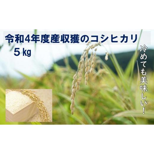 ふるさと納税 京都府 京丹後市 京丹後市産米　令和４年度収穫のコシヒカリ5kg！冷めても美味しい特別栽培のお米