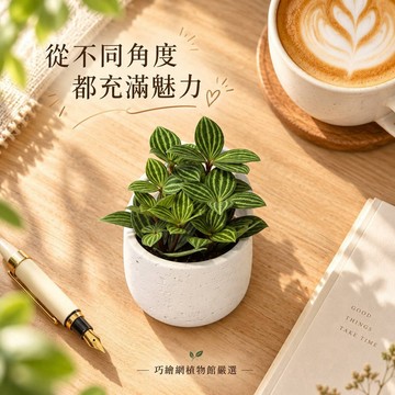 【巧繪網】白脈椒草 月白水泥盆栽