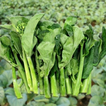 🥬（甜芯芥蘭種子）新種子現貨（120粒入）格蘭菜種子 今年新種 甜嫩四季圓葉芥藍種子 菜籽陽臺田園庭院易種植蔬菜種子