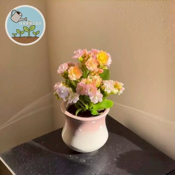 【多肉植物系】長壽花種子 室內開花盆栽 好種花期長 陽台桌飾送禮首選 多色混搭 台灣氣候適種  四季可種