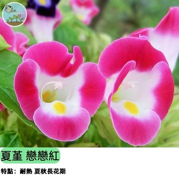 🌸【耐熱爆花首選】夏堇種子 戀戀紅 夏日必備草花 陽台花園秒變小紅毯 花期超長 新手友善 四季可種