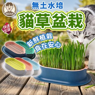 貓草盆栽【布萊恩👨🏻隔日到貨】貓草盆 貓草盒 貓草水培盆栽盒 無土水培貓草盆栽 貓用品 貓草 寵物用品 貓草用品