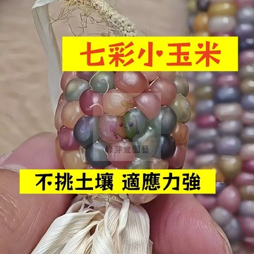 🌱早熟高產 七彩小玉米種子YM-12 不挑土壤 適應力強 生長勢快 番麥 玉蜀黍 包穀 易種植 高產陽台盆栽蔬菜種籽