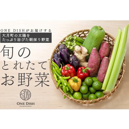ふるさと納税 旬のとれたてお野菜セット 高知県大月町