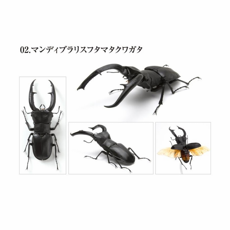 いきもの大図鑑 活け ギラファノコギリクワガタと