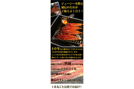 大型サイズ 　ふっくら柔らか国産うなぎ蒲焼き　１尾（約２人前）化粧箱入