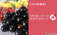 熱帯果樹園小池さん家　お任せセット（梅）