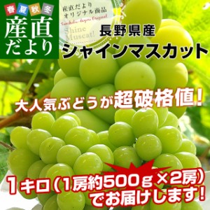 長野県産 シャインマスカット　約1キロ（2房）送料無料 ぶどう ブドウ 種なしぶどう　市場発送 御歳暮 お歳暮 ギフト