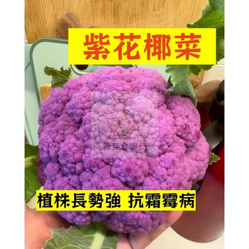 🌱早熟高產 紫花椰菜種子HYC-2 植株長勢強 抗霜霉病 菜花 易生長  高產 抗病抗旱易種植 高產蔬菜種子