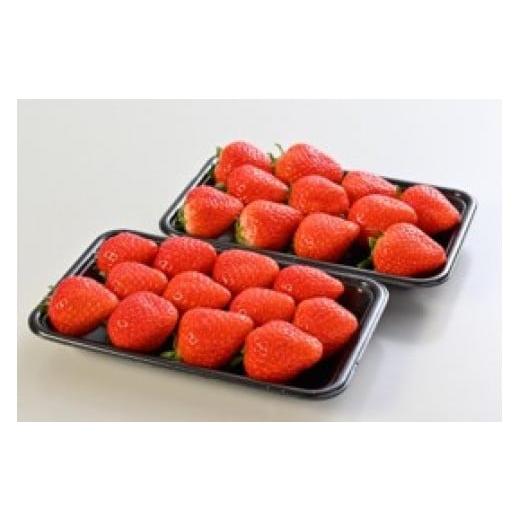 ふるさと納税 香川県 「さぬき讃フルーツ」さぬきひめ　約1.5kg