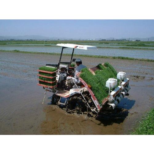 令和5年産 新米 山形県庄内産「雪若丸」生産農場直送 特別栽培 白米5kg