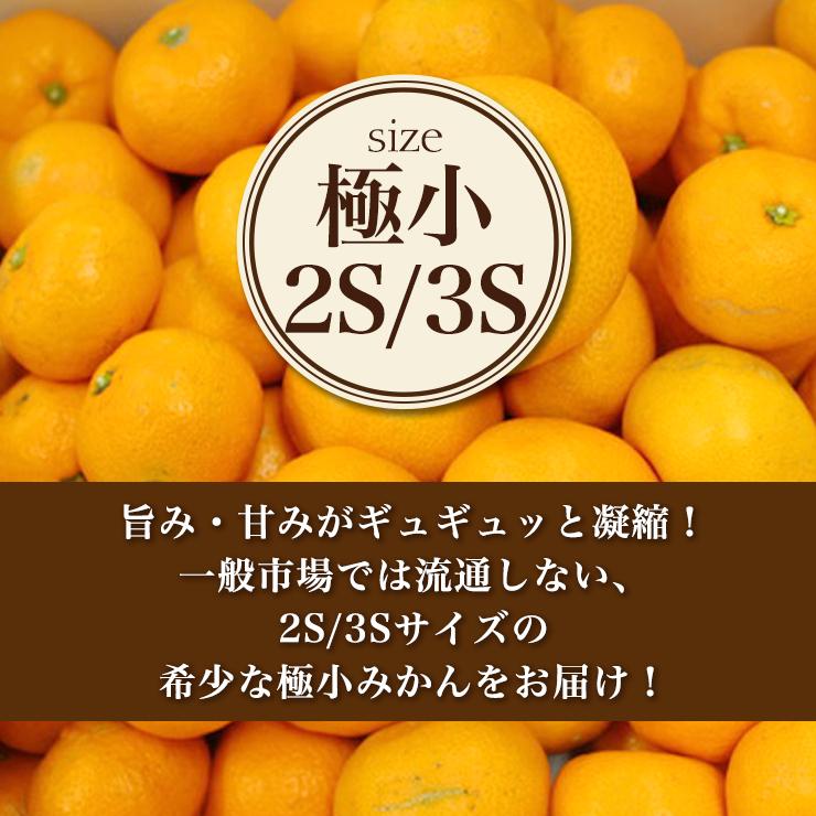 三ヶ日 早生 みかん5kg どうまいらぁ！ 小粒 3S 2S サイズ混合 みかん 送料無料 三ヶ日みかん みかん 産地直送 ミカン 蜜柑 5キロ 美味しい ギフト プレゼント