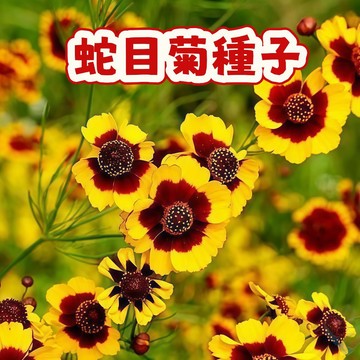 （蛇目菊種子）崑崙雪菊 天山雪菊 今年新籽 發芽率高   開花爆盆  新手易種植  陽台庭院盆栽 #超優惠