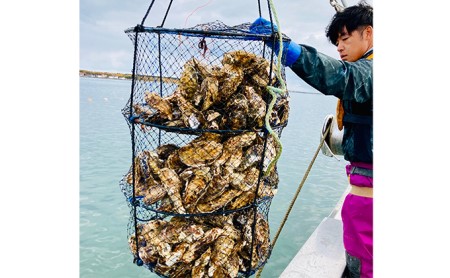 北海道 湧別町 サロマ湖産 殻付き 2年牡蠣3.5kg（約27～35個入）