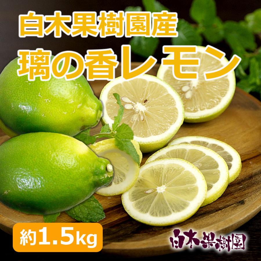 白木果樹園産 璃の香レモン 約1.5kg  国産