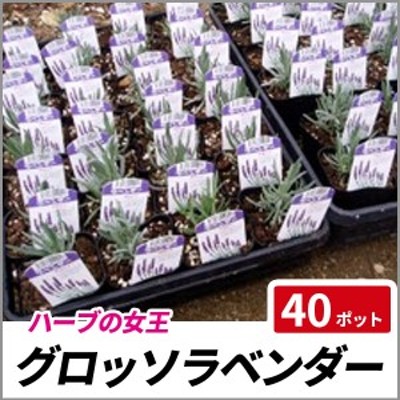 グロッソラベンダー 40ポットセット 常緑 ハーブ 苗 ラバンディン系 通販 Lineポイント最大1 0 Get Lineショッピング