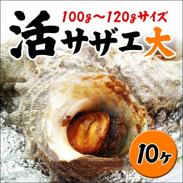 業務用サザエ大サイズ　100g〜120g×10ヶ （冷凍便冷蔵便同梱可）