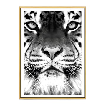 獨行獵者 老虎 白色  42 x 59.4cm  金色框