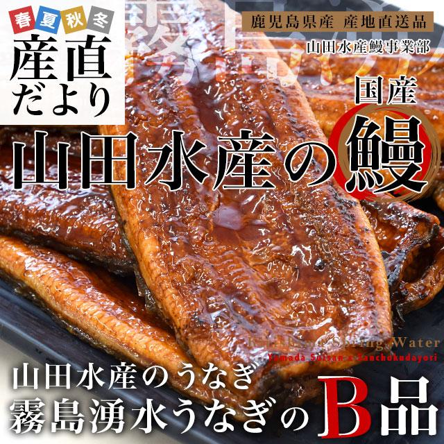 鹿児島県志布志産 山田水産 ご家庭向け 霧島湧水うなぎ B品 計700g（5尾から7尾詰め）送料無料 鰻師 加藤尚武さん シーフード