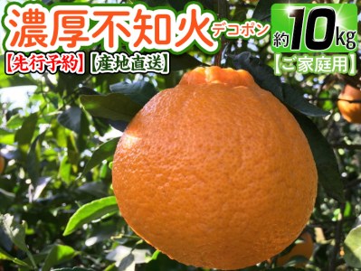 有田育ちの濃厚 不知火 (デコポンと同品種)（訳あり 家庭用）約10kg ※2024年1月下旬～3月下旬頃に順次発送予定 ※着日指定不可