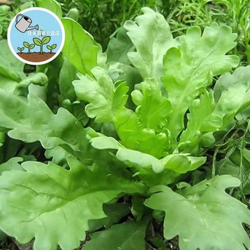 🔥茼蒿種子 打某菜/山茼蒿/春菊 台灣四季可種 快收蔬菜 火鍋首選 居家盆栽 有機種植 新手必備 耐熱耐寒