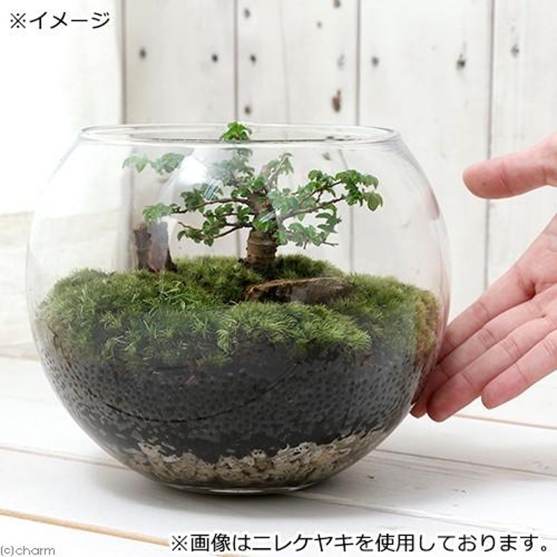 観葉植物）苔テラリウム 和景レイアウトセット 〜黒松〜 説明書付 コケテラリウム 苔テラ コケテラ 苔 インテリア | LINEブランドカタログ