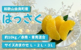 和歌山由良町産 はっさく 約10kg (赤秀・青秀 混合)(キズあり) サイズおまかせ (Ｌ・２Ｌ・３Ｌ)いずれかお届け