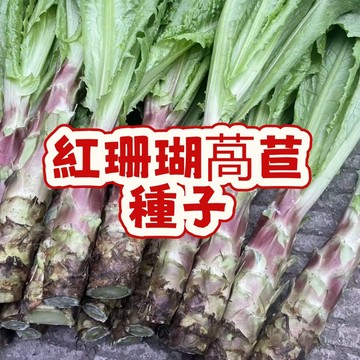 台灣紅珊瑚萵苣種子 珊瑚萵苣菜苗 生菜種籽 家庭蔬菜盆栽 脆嫩沙拉菜 四季可種 葉菜種子 易栽種 家庭農場 居家種植 食