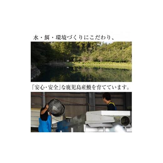 ふるさと納税 鹿児島県 志布志市 鹿児島県産うなぎ蒲焼 名水慈鰻 特大3尾(1尾190g以上)＜計570g以上＞ b3-006