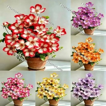 台灣現貨 吻別花種子（250粒）新品種 濃香型 四季種植  精美爆盆開花 不斷室內盆栽易活耐寒盆栽花籽種子