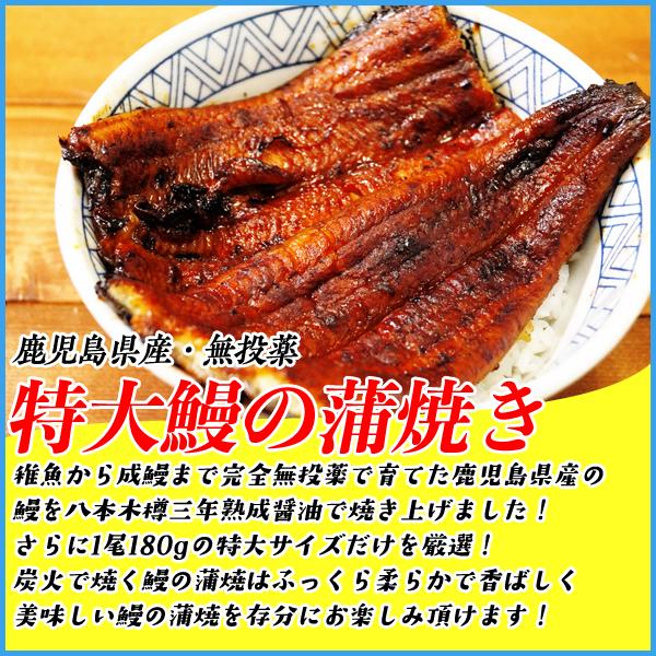 うなぎ お中元 土用の丑の日 ウナギ 特大鰻の蒲焼 長焼き180g×2尾 ギフトセット 360g 鹿児島産 国産 贈り物 プレゼント ギフト 贈答 熨斗