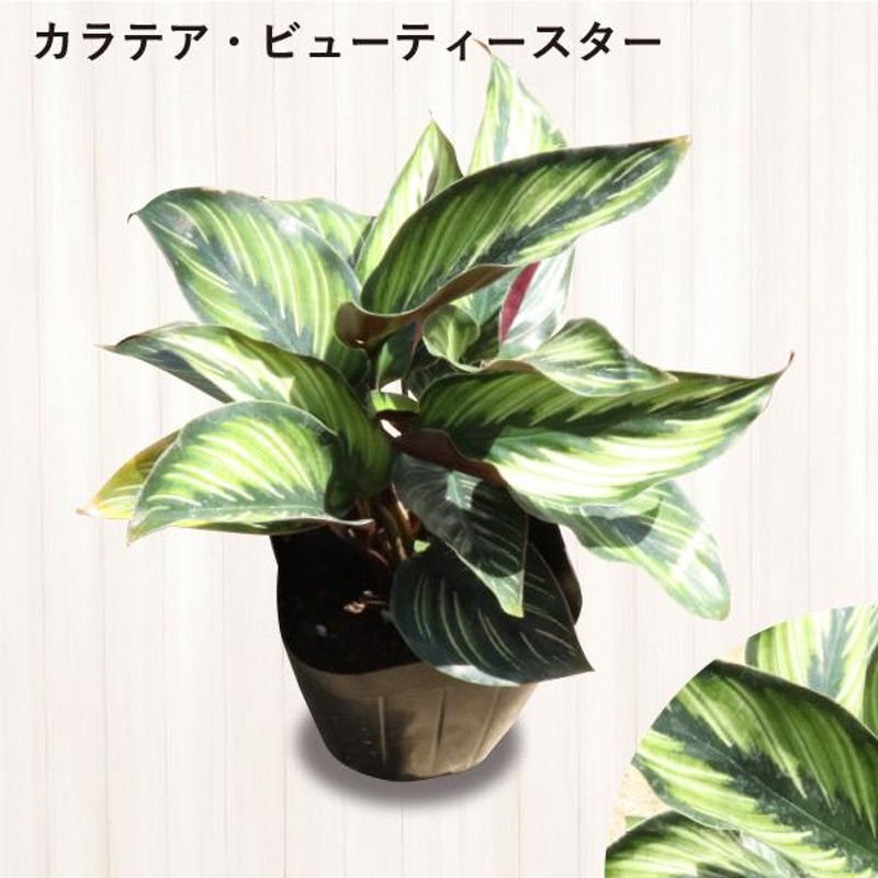 農場直送！カラテア アソートセット 3.5号鉢 10鉢 観葉植物 ［1鉢1,860円］［K］ | LINEブランドカタログ