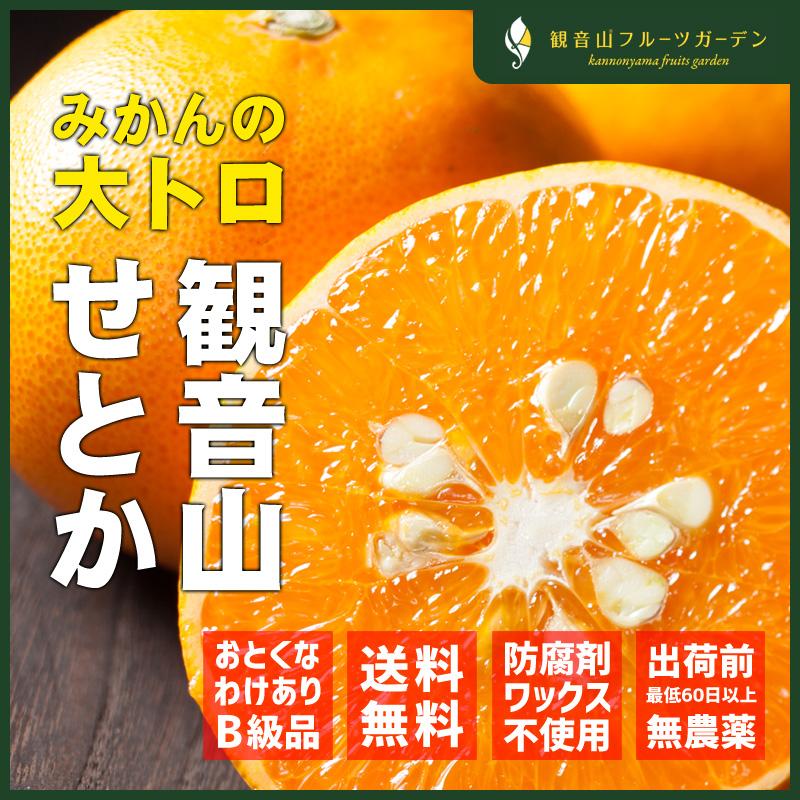 せとか 和歌山  観音山 えくぼ 訳ありB級品 1kg 観音山フルーツガーデン 送料無料