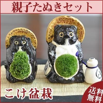 盆栽 パパとママの夫婦たぬきの苔盆栽 ２体セット 陶器 置物 コケ