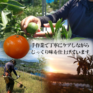 せとか B品 家庭用5kg ｜ 訳あり みかん 訳あり みかん 柑橘 訳あり みかん  訳あり みかん  訳あり みかん  訳あり みかん フルーツ 訳あり みかん 果物 訳あり みかん デザート 訳あり 家庭用 訳あり みかん 蜜柑 訳あり 松山市産 みかん  みかん 家庭用 訳あり 最高級 みかん 訳あり 高級 みかん 年末企画 訳あり 在庫あり 訳あり 年末企画 在庫あり FN-SupportProject FN-SupportProject ご当地 愛媛県 松山市 