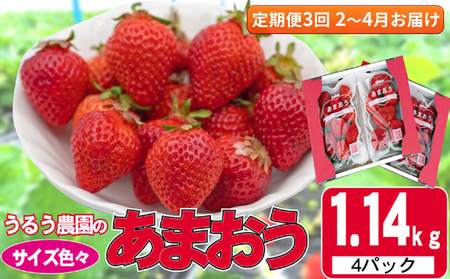 定期便 3回 いちご 発送時期 2024年2月～4月 うるう農園のあまおう サイズ色々 4パック 約1.14kg 配送不可 離島