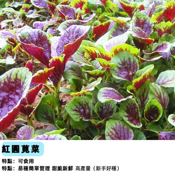 紅莧菜種子 紅圓莧菜 汗菜種子 綠莧菜 紅鳳菜 當令野菜 四季耐熱 速生快採 陽台盆栽 家庭菜園 有機蔬菜