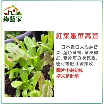 【綠藝家】大包裝A55.紅葉嫩莖萵苣種子30克