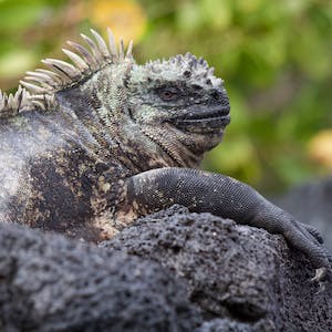 Introduction to Biology: Evolution