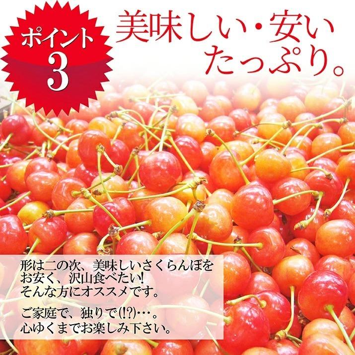 さくらんぼ 佐藤錦 700g バラ詰め 山形 訳あり 2024 山形県産 サクランボ ご家庭用 送料無料 取り寄せ (遠方送料加算)