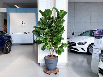 【中高光植栽】琴葉榕  | 棒棒糖 | 荷蘭vibia坎帕納胖圓盆(灰黑)