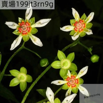 現貨🌺【三色刺蓮花種子】🌺（500粒）四季食蟲花種子 耐旱 花瓣如彩繪玻璃 新手好養 盆栽 室內外種子Seed四季可種
