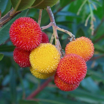 【夢幻雙重風味】荔莓種子｜荔枝香氣✕草莓甜味｜陽台盆栽奇蹟果｜稀有品種 挑戰綠手指 新手易種 #草莓種籽#水果種籽