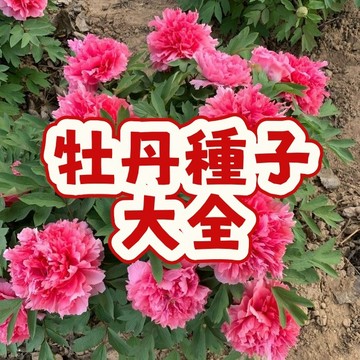 次日達-（牡丹種子大全）當季新籽 發芽率高 花開爆盆 花香濃郁 四季開花不斷 陽台庭院盆栽 #懶人易種植